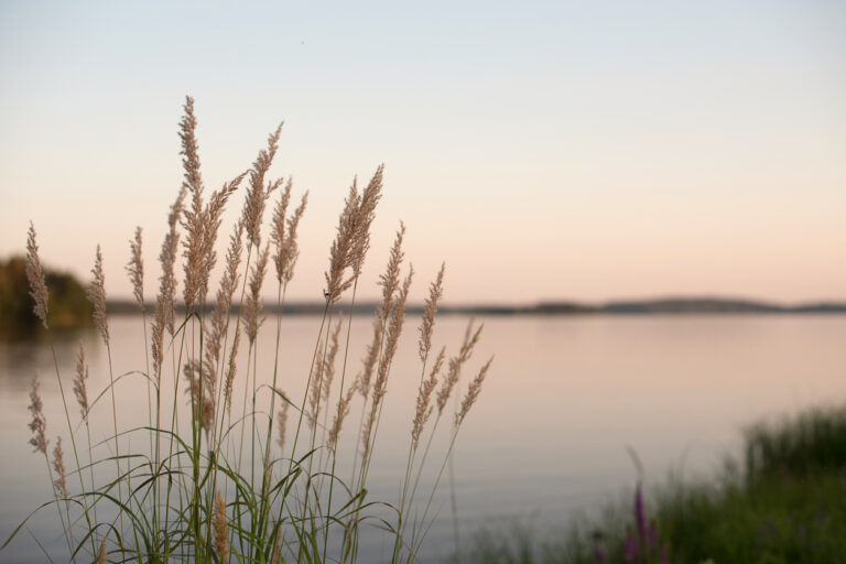 Weeds on a lake shore