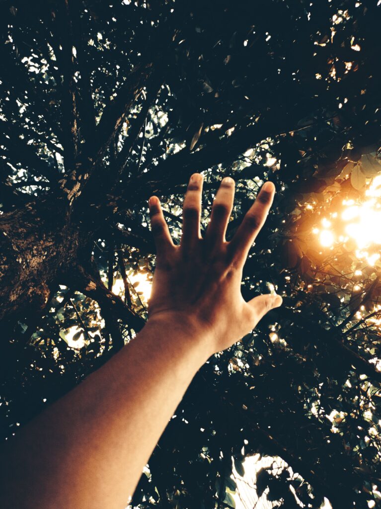 A hand reaches up towards the sunlight filtering through dense foliage.
